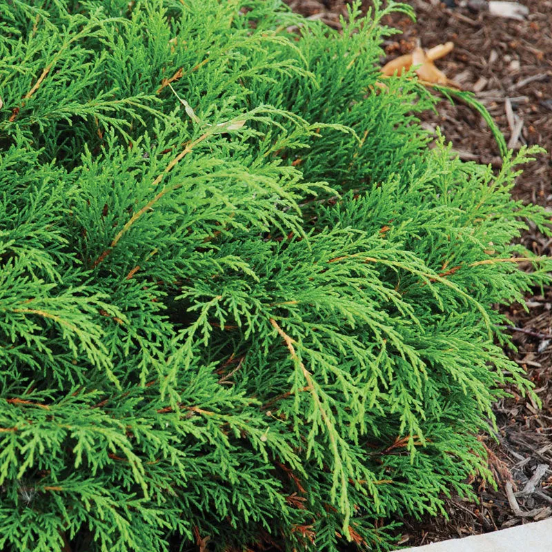 Siberian Cypress