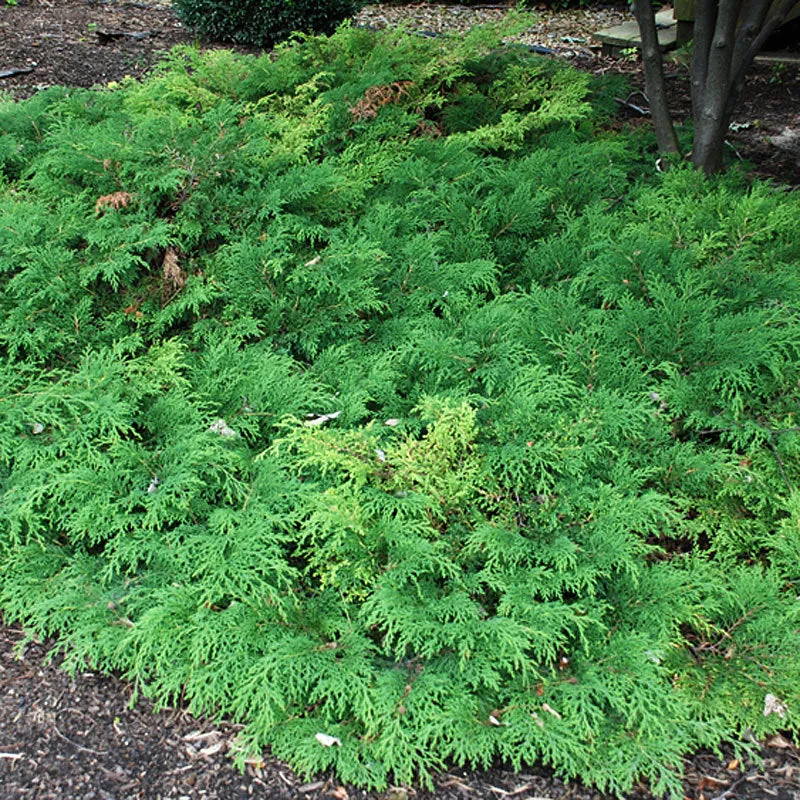 Siberian Cypress